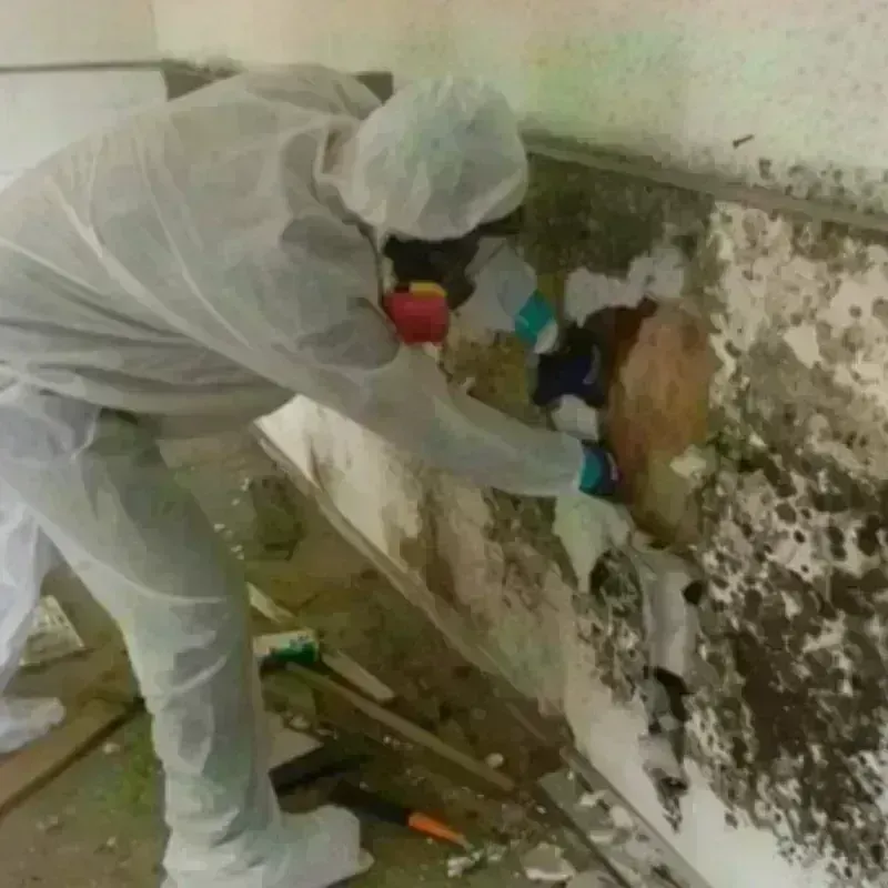 Mold Remediation and Removal in Riverview, MI